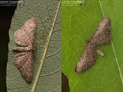 Satyr Pug (Eupithecia satyrata)