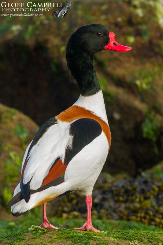 Shelduck
