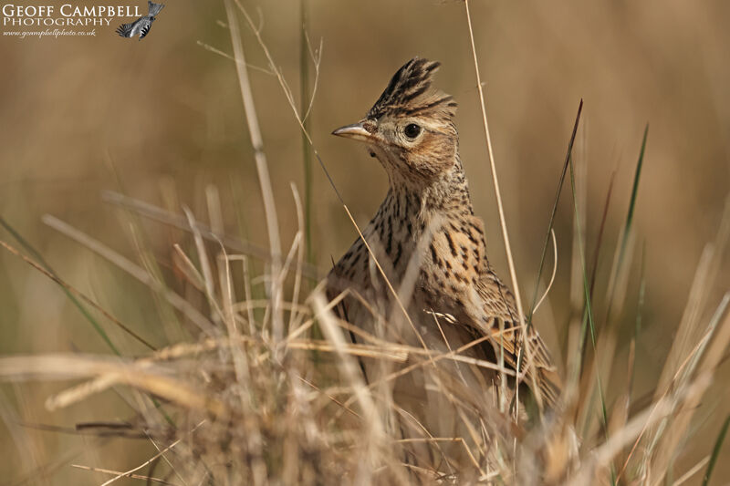 Skylark