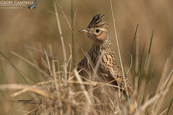Skylark