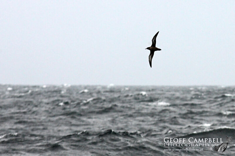 Sooty Shearwater