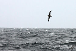 Sooty Shearwater