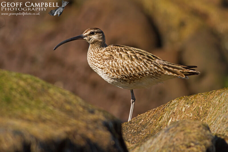 Eurasian Whimbrel (Numenius phaeopus)