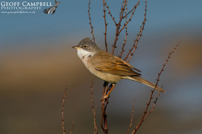 Whitethroat (Sylvia communis)