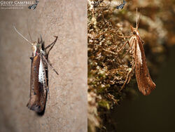 17.010 Ypsolopha parenthesella - White-shouldered Ochre