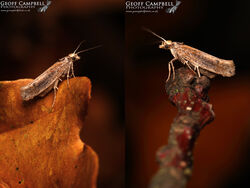 17.011 Ypsolopha ustella - Varied Ochre
