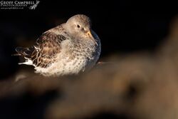 Purple Sandpiper (Calidris maritima)