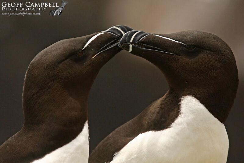 Razorbill (Alca torda)