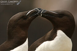 Razorbill (Alca torda)