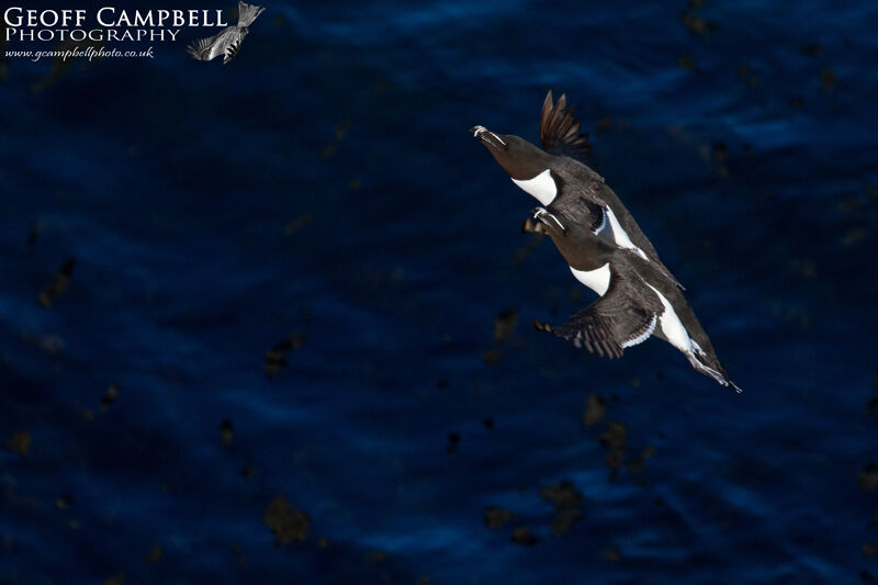 Razorbill (Alca torda)