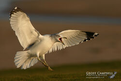 Ring-billed Gull (Larus delawarensis)