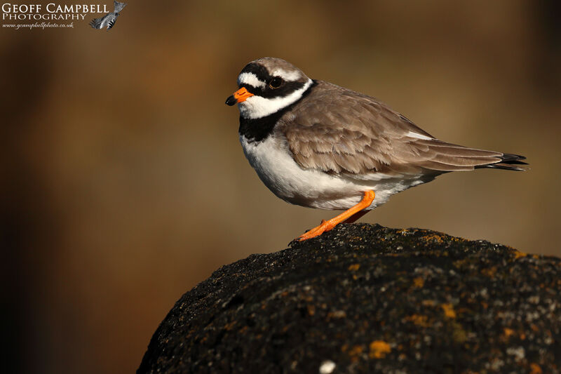 Ringed Plover (Charadrius hiaticula)