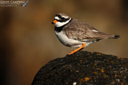Ringed Plover (Charadrius hiaticula)