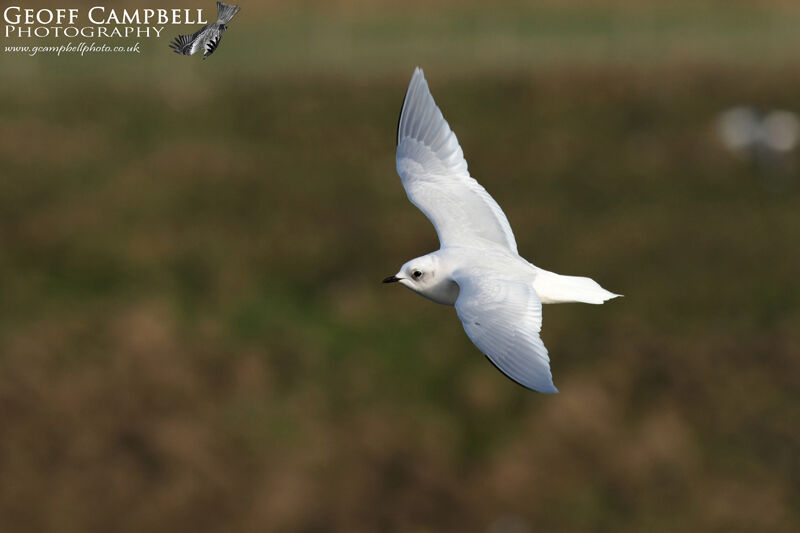 Ross's Gull Rhodostethia rosea