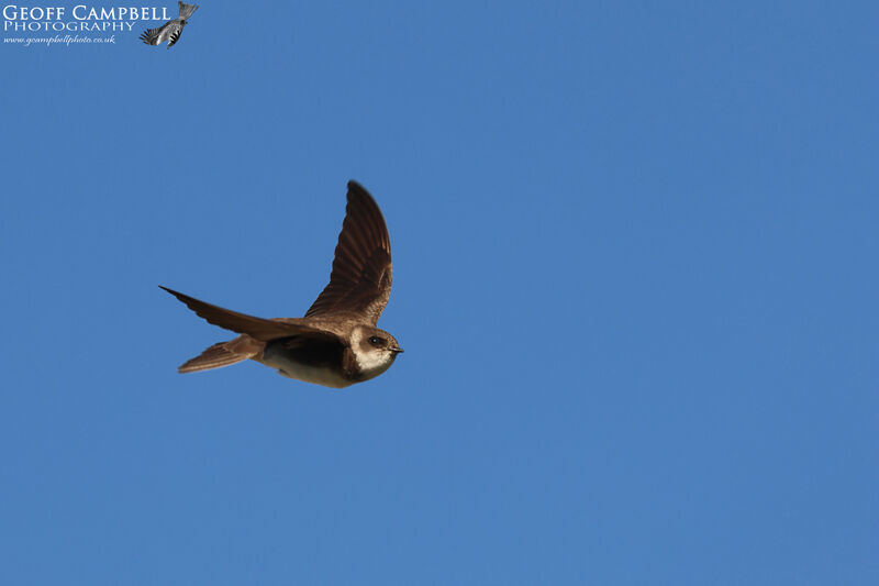 Sand Martin (Riparia riparia)