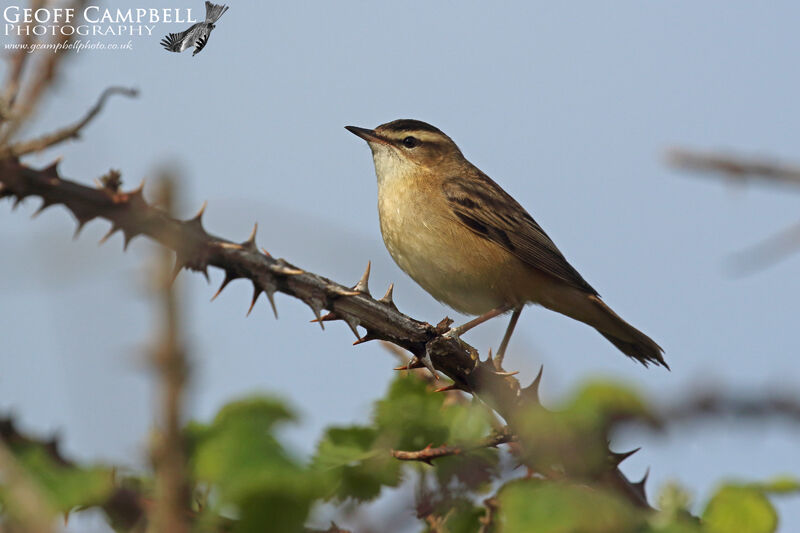 Sedge Warbler (Acrocephalus schoenobaenus)