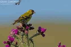 Siskin (Spinus spinus)