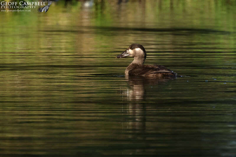 Surf Scoter (Melanitta perspicillata)