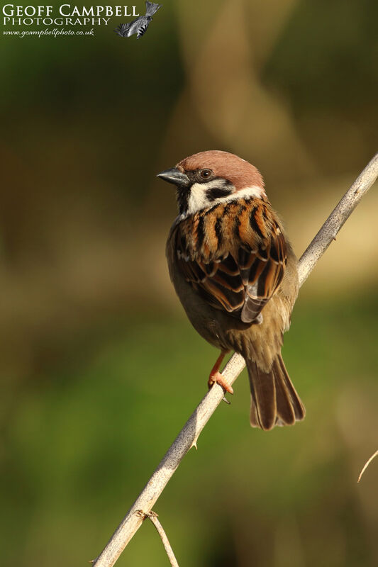 Tree Sparrow (Passer montanus)