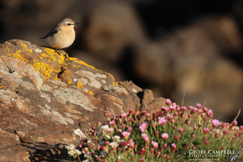 Wheatear (Oenanthe oenanthe)