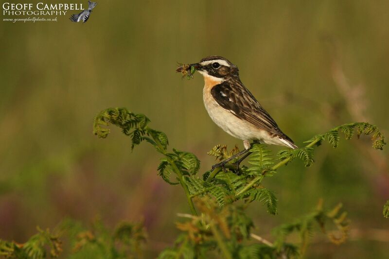 Whinchat (Saxicola rubetra)