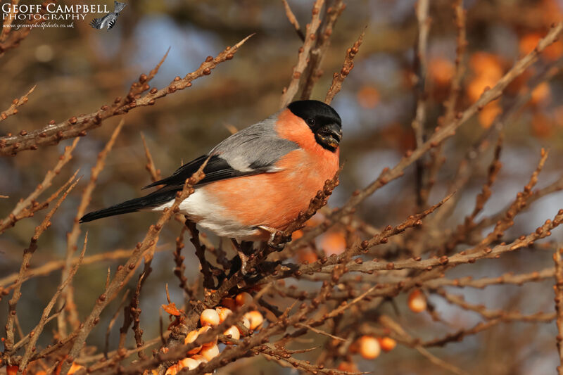 Bullfinch (Pyrrhula pyrrhula)