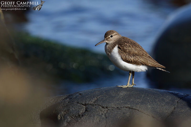Common Sandpiper (Actitis hypoleucos)