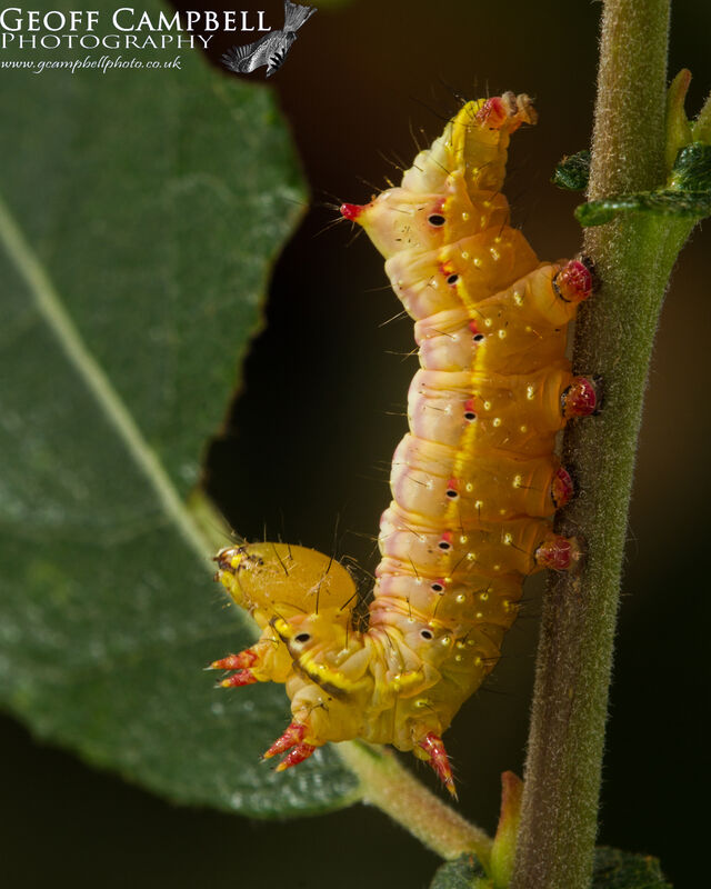 zzzzCoxcombProminent0921 2