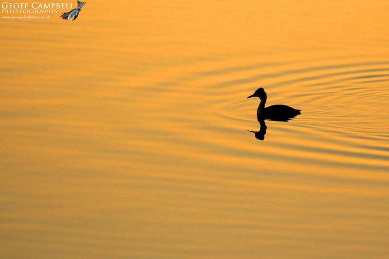 Great Crested Grebe (Podiceps cristatus)