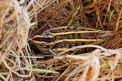 Jack Snipe (Lymnocryptes minimus)