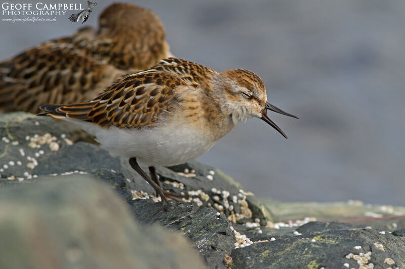 Little Stint (Calidris minuta)