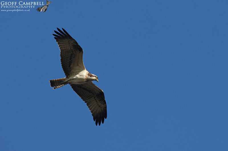 Osprey (Pandion haliaetus)