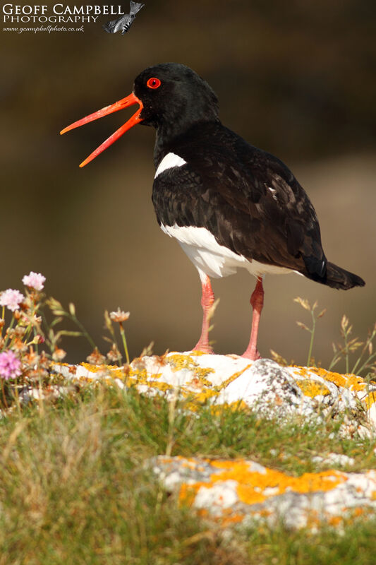 Oystercatcher (Haematopus ostralegus)