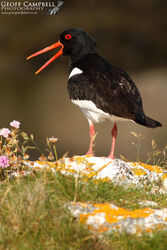 Oystercatcher (Haematopus ostralegus)
