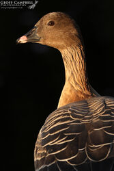 Pink-footed Goose (Anser brachyrhynchus)