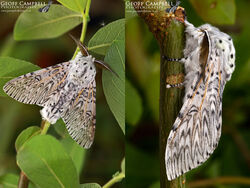 Puss Moth (Cerura vinula)