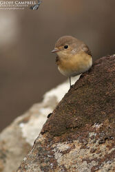Red-breasted Flycatcher (Ficedula parva)