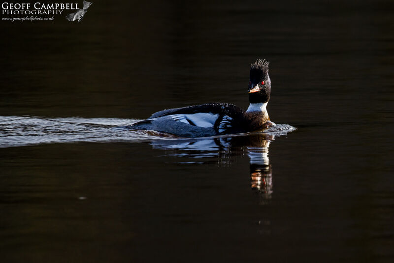 Red Breasted Merganser (Mergus serrator)