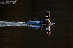 Red Breasted Merganser (Mergus serrator)