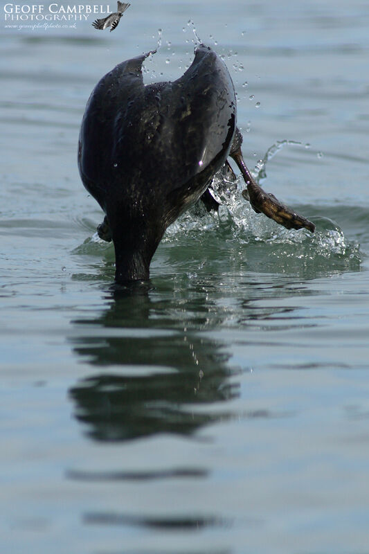 European Shag (Gulosus aristotelis)