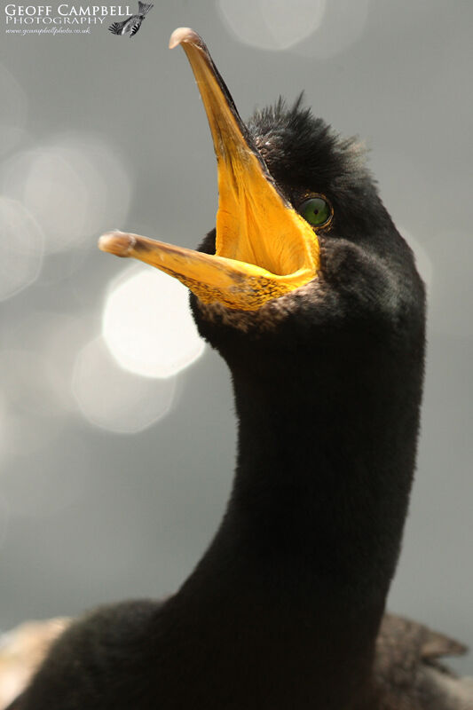 European Shag (Gulosus aristotelis)
