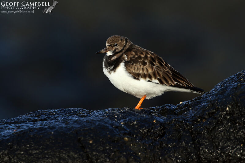 Ruddy Turnstone (Arenaria interpres)