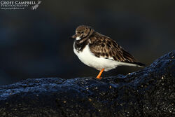 Ruddy Turnstone (Arenaria interpres)