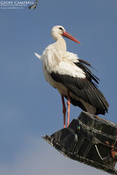White Stork Ciconia ciconia