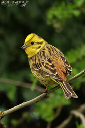 Yellowhammer (Emberiza citrinella)