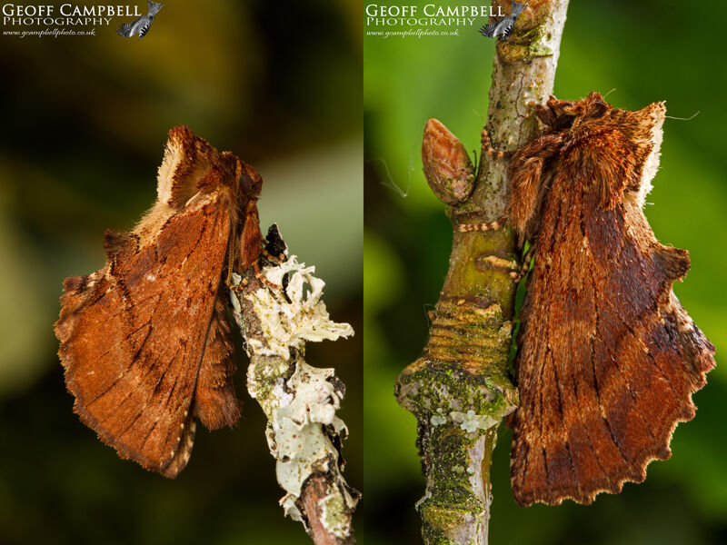Coxcomb Prominent (Ptilodon capucina)