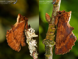 Coxcomb Prominent (Ptilodon capucina)