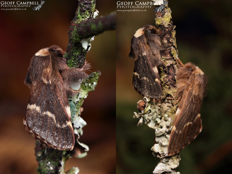 December Moth (Poecilocampa populi)