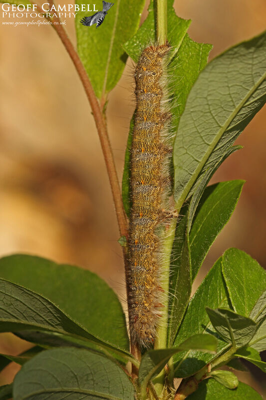 zzzzzDecemberMoth0518 1 edited-1