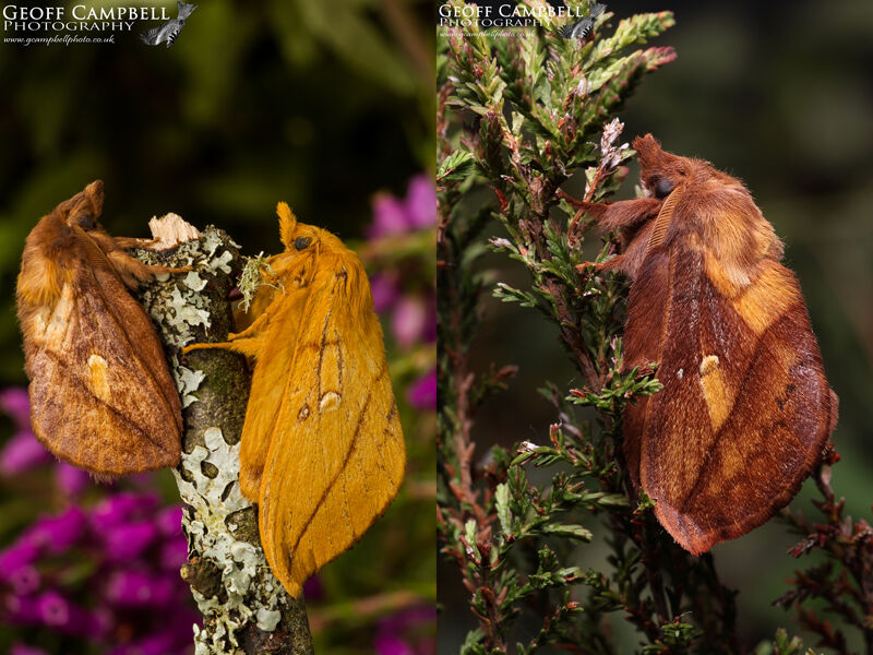 Drinker (Euthrix potatoria)